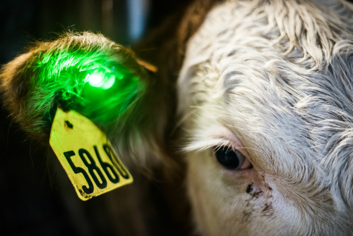 Quantified Ag’s LED tags light up to identify sick cattle