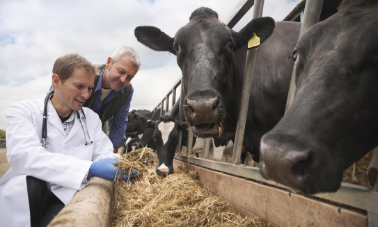 Picture of men with cattle