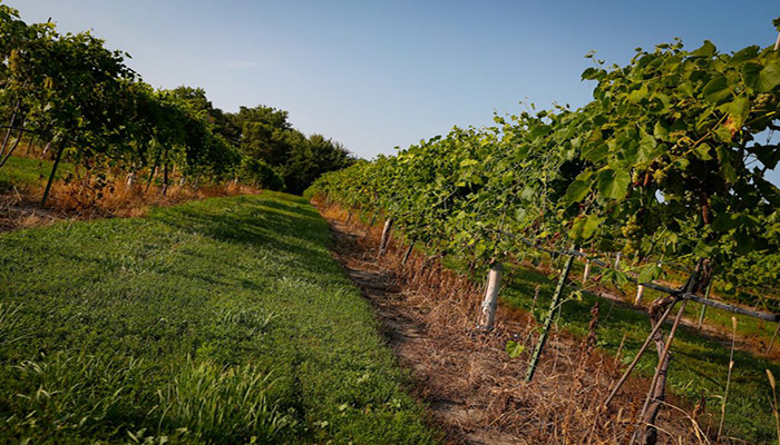 Rural Nebraska family winery’s cozy virtual wine tastings a hit with cabin-fevered connoisseurs and casual fans alike