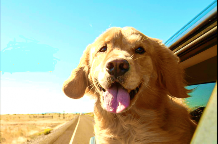 Leash Pet Transportation puts pets on the go - Silicon Prairie News