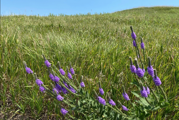 Prairie Roots run deep: new virtual conference grows connections in the entrepreneurial ecosystem